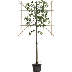 2 stuks! Sierpeer leiboom 120 cm (120x120) Pyrus calleryana chanticleer 240 cm