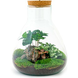 URBANJNGL - Planten terrarium • Sam Coffea met lamp • Ecosysteem plant met licht • ↑ 30 cm