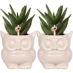Kolibri Company - Planten set Owl sierpot nudekleurig | Set met groene planten Succulent Ø9cm  | incl. nudekleurige keramieken sierpotten
