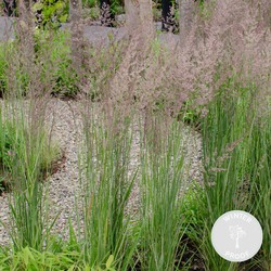 Calamagrostis Overdam – Pluimstruisriet – Siergras – Onderhoudsvriendelijk - ⌀14 cm - ↕35-45 cm