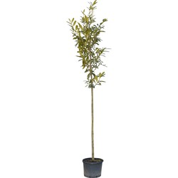 Laurierkers hoogstam 300 cm Prunus laurocerasus 350 cm - Warentuin Natuurlijk