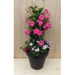 Plastic plantenbak antraciet Dipladenia Mandevilla Sundaville roze met zomerbloeiers roze h80 cm