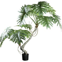 PTMD Tree Green spring rain tree in black pot