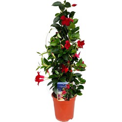 Mandeville 'Rio Deep Red' - Dipladenia - Pot 17cm - Hoogte 60-70cm