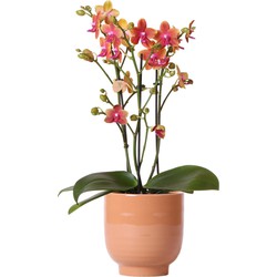 Kolibri Orchids | Oranje geurende phalaenopsis orchidee in cognac kleurige Glazed sierpot - potmaat Ø12cm