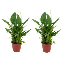 ZynesFlora - Spathiphyllum Vivaldi - 2 Stuks - Kamerplant in pot - Ø 12 cm - Hoogte: 35 - 40 cm - Luchtzuiverend - Lepelplant