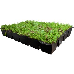 Plantenmat vasteplanten cassette Vetkruid Sedum dak prijs per 1m2 cm Covergreen