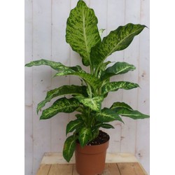 Kamerplant Dieffenbachia groot 100 cm - Warentuin Natuurlijk