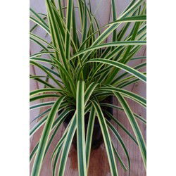 2 stuks - Groenwit gras 50 cm