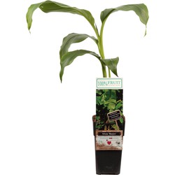 Hello Plants Musa Basjoo Japanse Vezelbanaan - Bananenplant Tuinplant - Ø 15 cm - Hoogte: 50 cm
