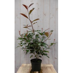 Photinia fraseri Red Robin rood 70 cm