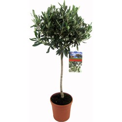 Floraya - Olijfboom op stam - Hoogte 80-100 cm