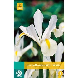 5 stuks - Iris hollandica wit 20 bollen