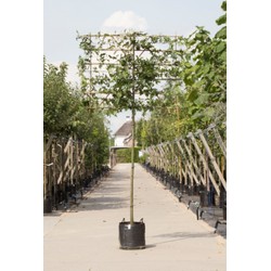 Moeraseik als leiboom Quercus palustris h 340 cm st. omtrek 16 cm st. h 220 cm