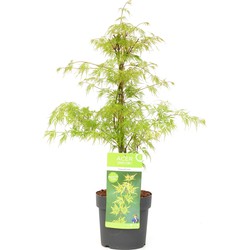 Acer palmatum 'Emerald Lace' - Japanse Esdoorn - Pot 19cm - Hoogte 60-70cm