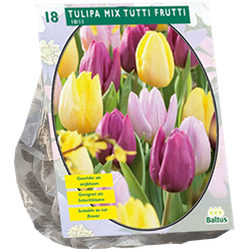 Tulipa Mix Tutti Frutti per 18 bloembollen