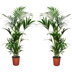 Howea Forsteriana - Set van 2 - Kentiapalm - Pot 18cm - Hoogte 90-100cm