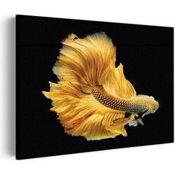 Muurwerken Akoestisch Schilderij - Gele Betta Siamese Vis - Geluidsdempend Wandpaneel - Wanddecoratie - Geluidsisolatie - BASIC (AW 0.65) M (85X60)