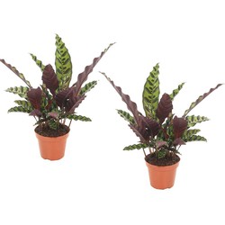 Calathea Insignis - Set van 2 - Marantaceae - Pot 12cm - Hoogte 30-40cm