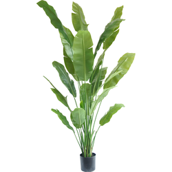 Hoyz Greenery - Kunstplant Strelitzia Nicolai 210 cm