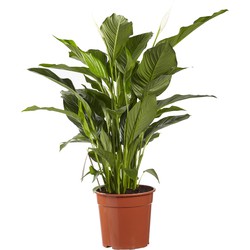 Choice of Green - Spathiphyllum Sweet Lauretta Lepelplant - Hoogte 100 cm - Diameter pot 24 cm
