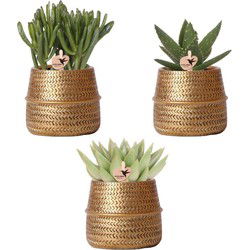 Kolibri Greens | Planten set - met 3 succulenten mix - incl. keramieken sierpotten | potmaat Ø9cm
