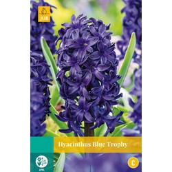 Hyacinthus Blue Trophy