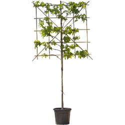 2 stuks! Lei amberboom 120 cm (120x120) Liquidambar styraciflua Worplesdon 240 cm