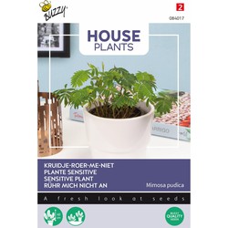 House Plants Mimosa pudica - kruidje roer me niet