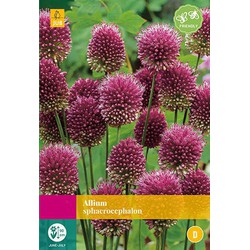 3 stuks - Allium sphaerocephalon 80 bollen