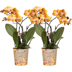 Kolibri Orchids I COMBI DEAL van 2 Phalaenopsis orchideeën - Las Vegas - potmaat Ø12cm | bloeiende kamerplant - vers van de kweker