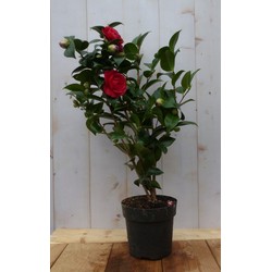 Camelia rood 50 cm