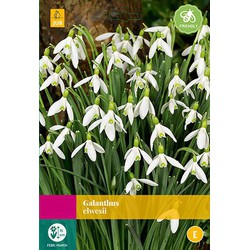 2 stuks - Galanthus elwesii 20 bollen