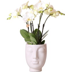 Kolibri Orchids | Witte Phalaenopsis orchidee Jewel Ghent in Face-2-Face white - Ø12cm