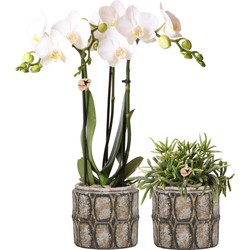 Planten set Industrial Chic | Set met witte Phalaenopsis Orchidee en Rhipsalis incl. cementen sierpotten