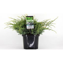 Juniperus squamata holger 45 cm