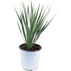 Yucca Rostrata - winterharde palmlelie - pot 17cm - Hoogte 35-45cm