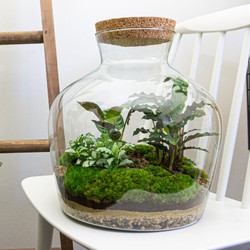 URBANJNGL - Planten terrarium • Fat Joe • Ecosysteem plant • ↑ 30 cm