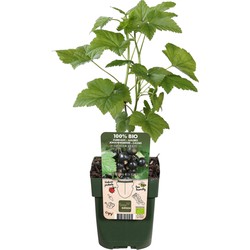 Hello Plants Ribes Nigrum Ben Nevis Zwarte Bes - Bessenstruik - Ø 13 cm - Hoogte: 45 cm