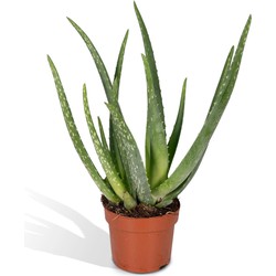 Hello Plants Echte Aloe Vera Plant - Ø 14 cm - Hoogte: 50 cm - Vetplant Succulent