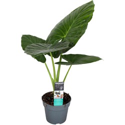 Alocasia Odora - 'Olifantsoor' - Pot 17cm - Hoogte 55-75cm