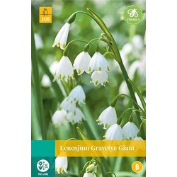 5 stuks - Leucojum Gravetye Giant 2 bollen