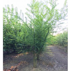 Honingboom meerstammig Sophora japonica h 225 cm