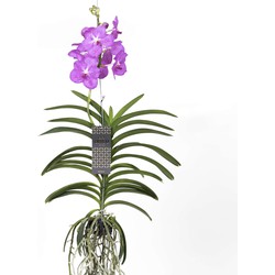 Vanda Magic XXL - Roze - Hoogte 90cm