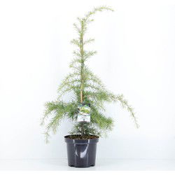 Cedrus deodara aurea 75 cm