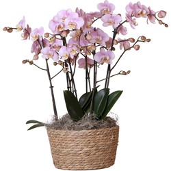 Kolibri Orchids | Complete Orchideeën set in Reed Basket | drie Kikkion orchideeën in rieten schaal incl. watergeefsysteem - Ø30cm