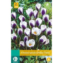 5 stuks - Crocus Prins Claus 15 bollen