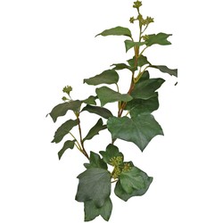 Hedera groen kunstbloem zijde nepbloem