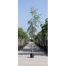 Treur berk Betula pen. Tristis h 450 cm st. omtrek 16 cm st. hoogte 210 cm