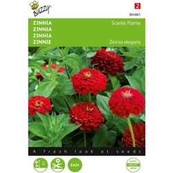 Zaden zinnia scarlet flame 1 gram